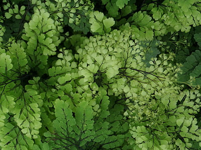 closeup photography of green leaf plants thumbnail