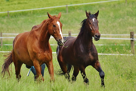 brown and brown horse thumbnail