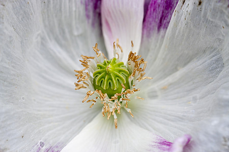 white and purple poppy flower in macro photography thumbnail