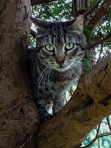 gray tabby cat on branch thumbnail
