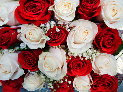 red and white flowers lot thumbnail