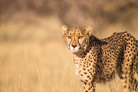 cheeta at daytime thumbnail