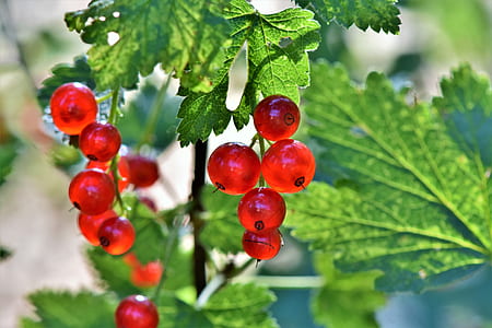 photo of round red fruits thumbnail
