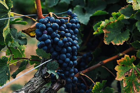 closeup photo of purple grapes thumbnail