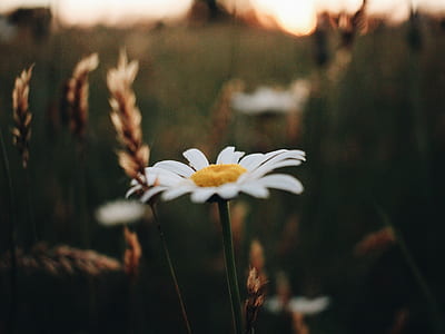photography of white Daisy flower thumbnail