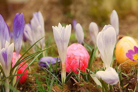 white and purple petaled flowers at daytime thumbnail