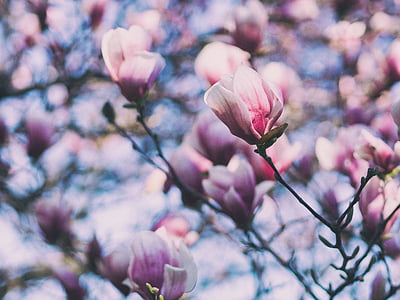 shallow focus photography of pink flowers thumbnail
