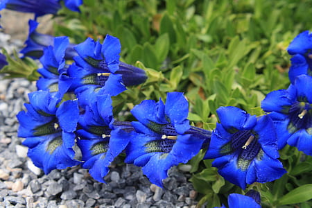 closeup photo of blue morning flowers thumbnail