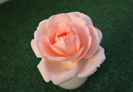 pink camellia flower macro photography thumbnail