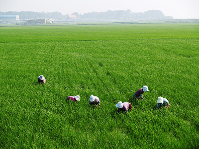 people in the middle of green rice field thumbnail