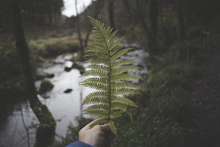 Person Holding Green Fern thumbnail