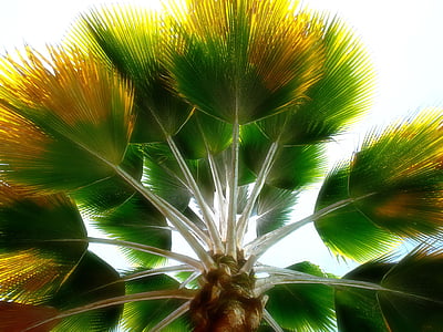 photograph of palm plant thumbnail
