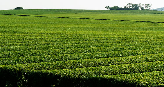 green grassfield during daytime thumbnail