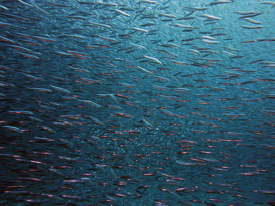 school of fish underwater photography thumbnail