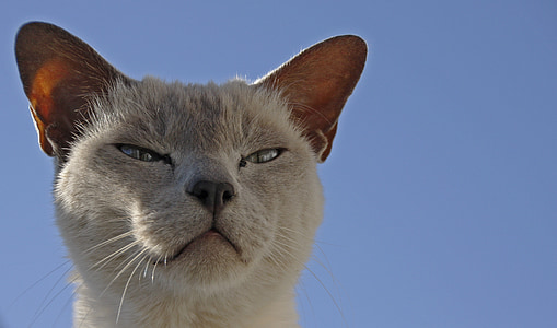 shallow focus photography of cat thumbnail