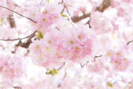selective focus of pink cherry blossom flowers thumbnail
