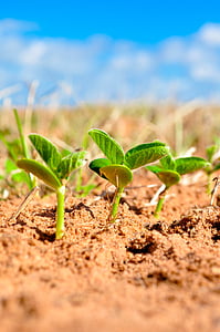 green leaf plants thumbnail