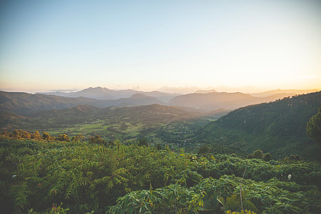 topview of jungle during sunrise thumbnail