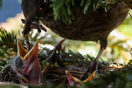 photography of warbler feeding her chicks thumbnail