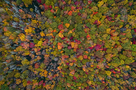 aerial view of trees thumbnail