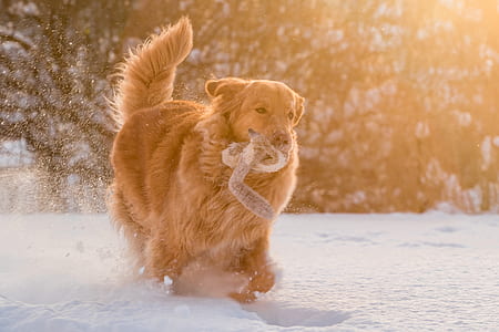 dog, pet, golden, retriever thumbnail
