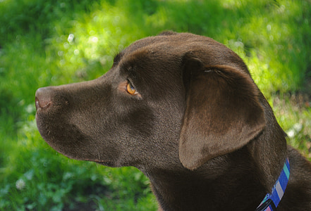 chocolate Labrador retriever puppy thumbnail