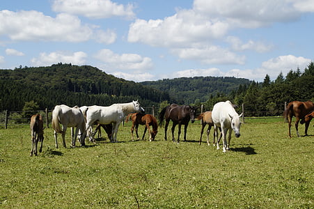 assorted-color horses on green grass field during daytime thumbnail