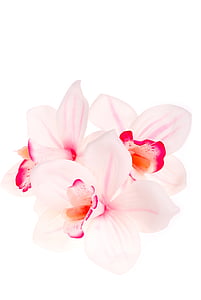 close-up photo of white and pink petaled flower thumbnail