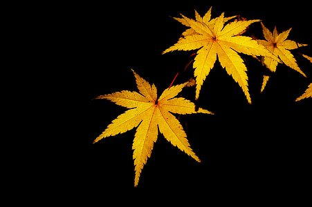 yellow leaves with black background thumbnail