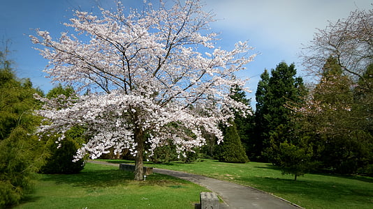 cherry blossoms in between trees thumbnail