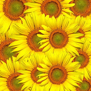 bed of sunflowers thumbnail