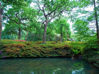 landscape, nature, water, flowers thumbnail
