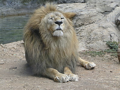 lion resting near a stone thumbnail