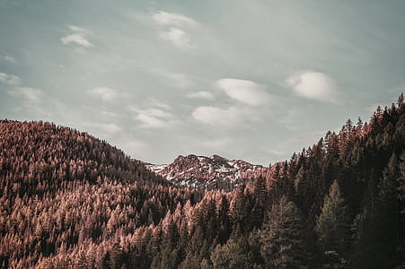 Brown Leafed Trees on Top of Mountain thumbnail