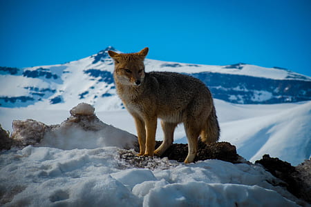 orange fox standing on snow pile thumbnail