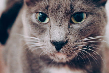 short-haired gray cat thumbnail