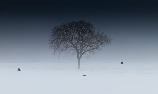 silhouette of tree thumbnail