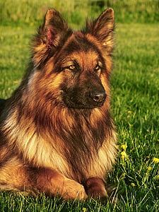 adult black and tan king shepherd lying on grass thumbnail