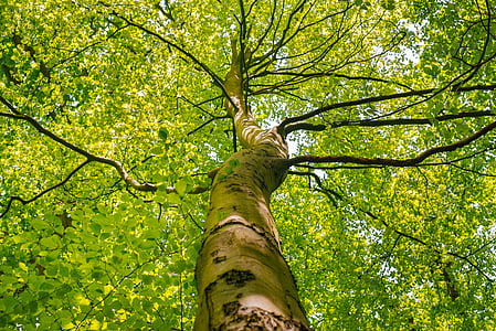 low angle photo of brown tree thumbnail