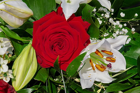 red and white petaled flowers thumbnail