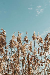 wheat grass thumbnail