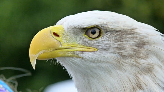 selective focus photography of bald eagle thumbnail