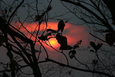 silhouette of bare tree during sunset thumbnail
