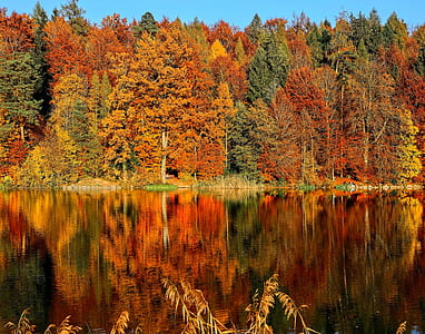 brown and green leaf trees near body of water thumbnail
