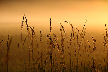 selective focus photography wheat thumbnail