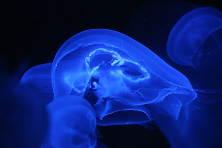closeup photo of blue jellyfish thumbnail