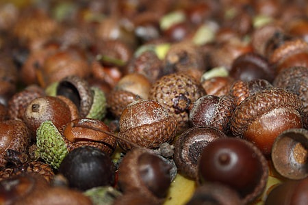 pile of brown nuts thumbnail