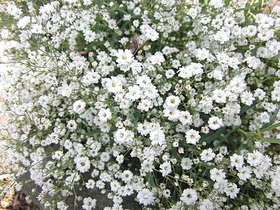 white flowers thumbnail