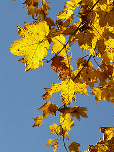Mountain Maple, Acer Pseudoplatanus thumbnail