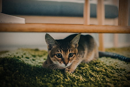 brown tabby kitten thumbnail